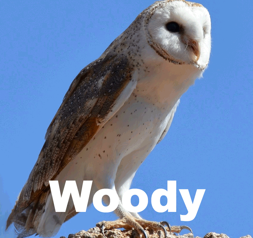 Woody the Barn Owl perched on rock with cloudless blue sky in background