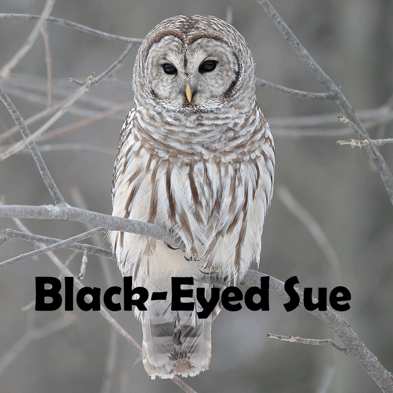 The Barred owl perched on tree branch