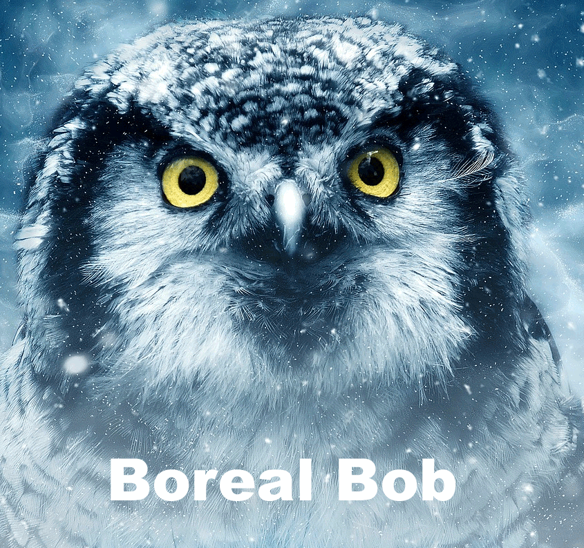 boreal owl in snowy forest