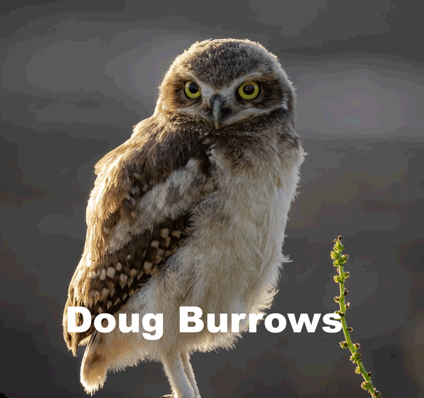 Burrowing Owl posing in front of blurred background