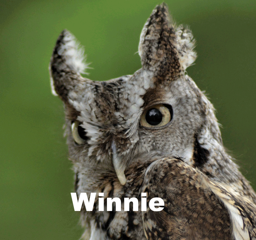 close-up of Eastern Screech Owl