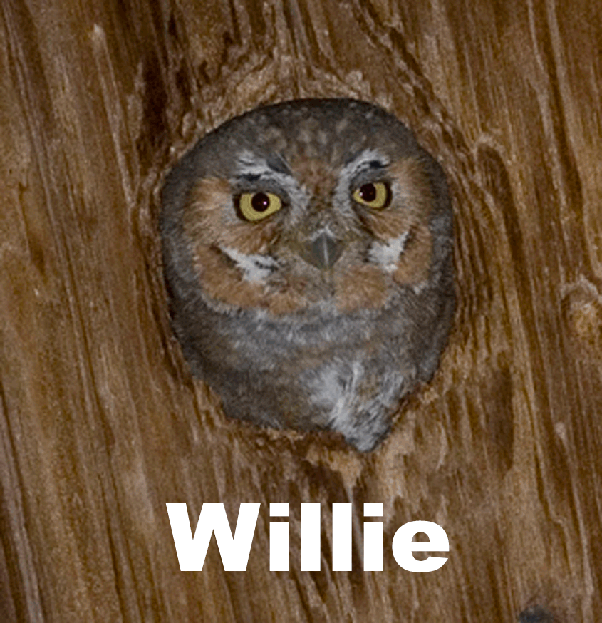 Elfie Owl in tree cavity