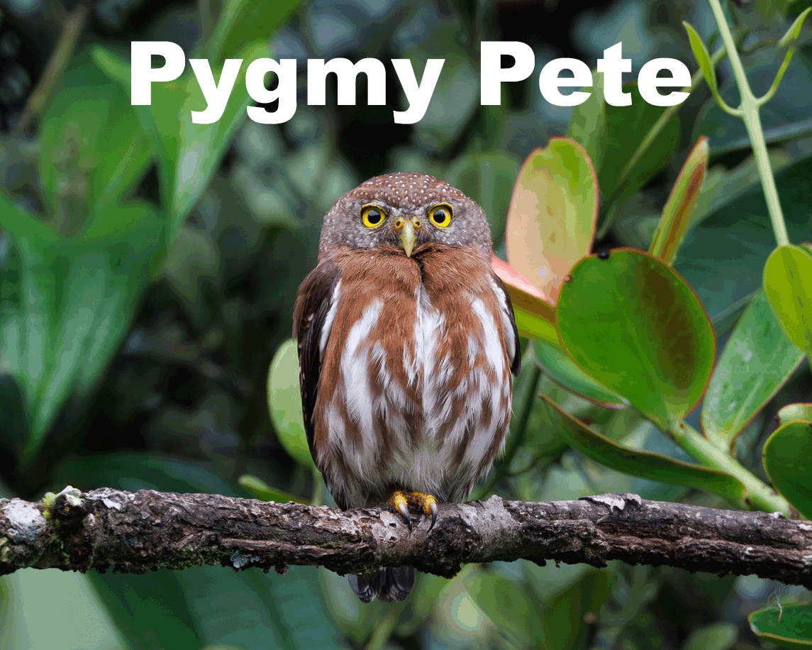 Ferruginous Pygmy Owl perched on tree limb