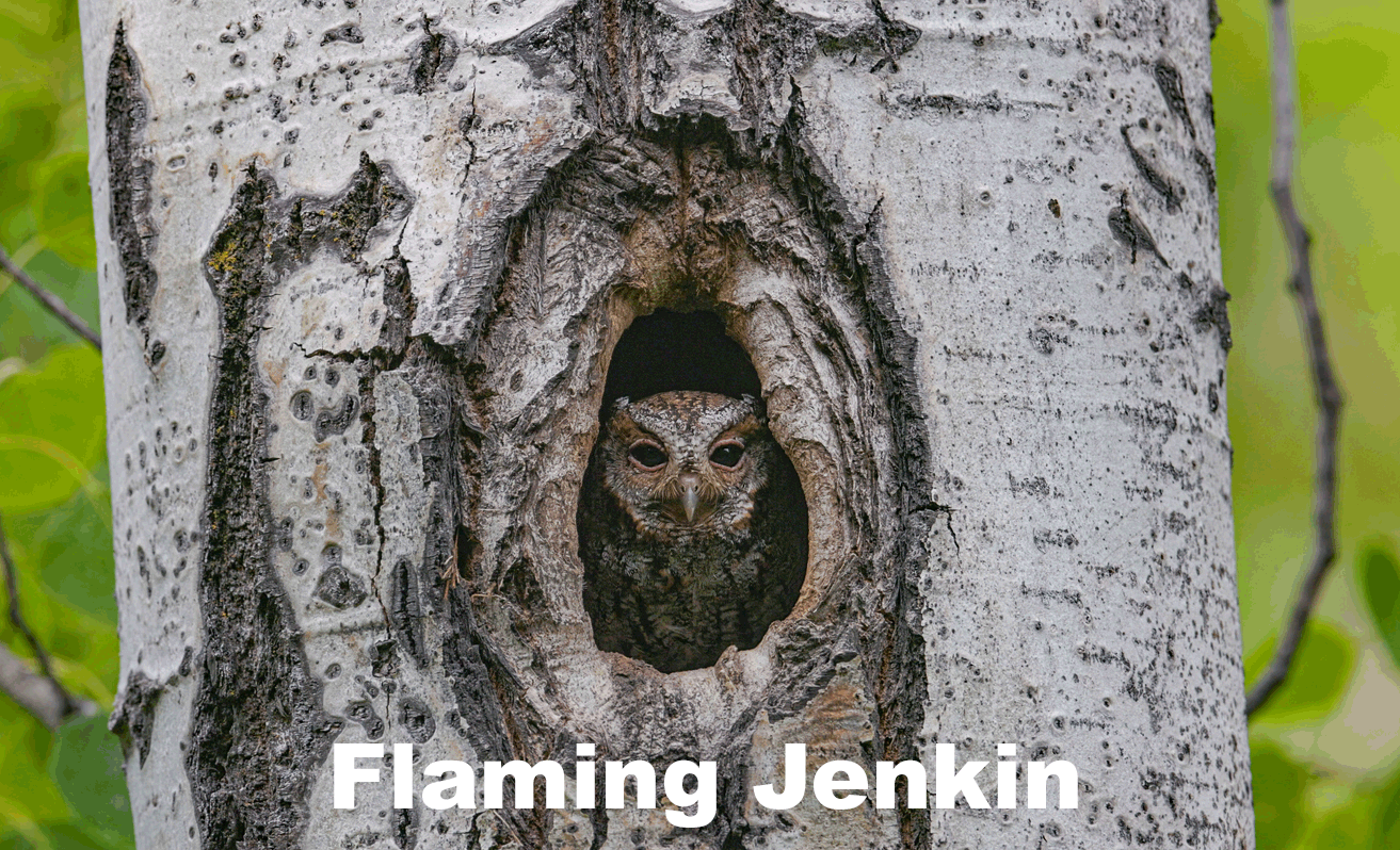 Flammulated Owl in tree cavity