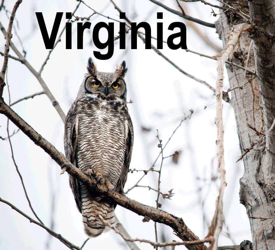 Horned Owl perched on tree branch