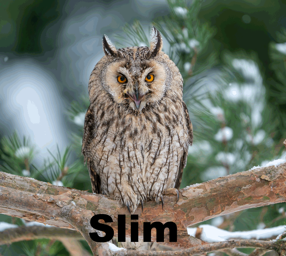 Long-Eared Owl perched on branch in wintry scene