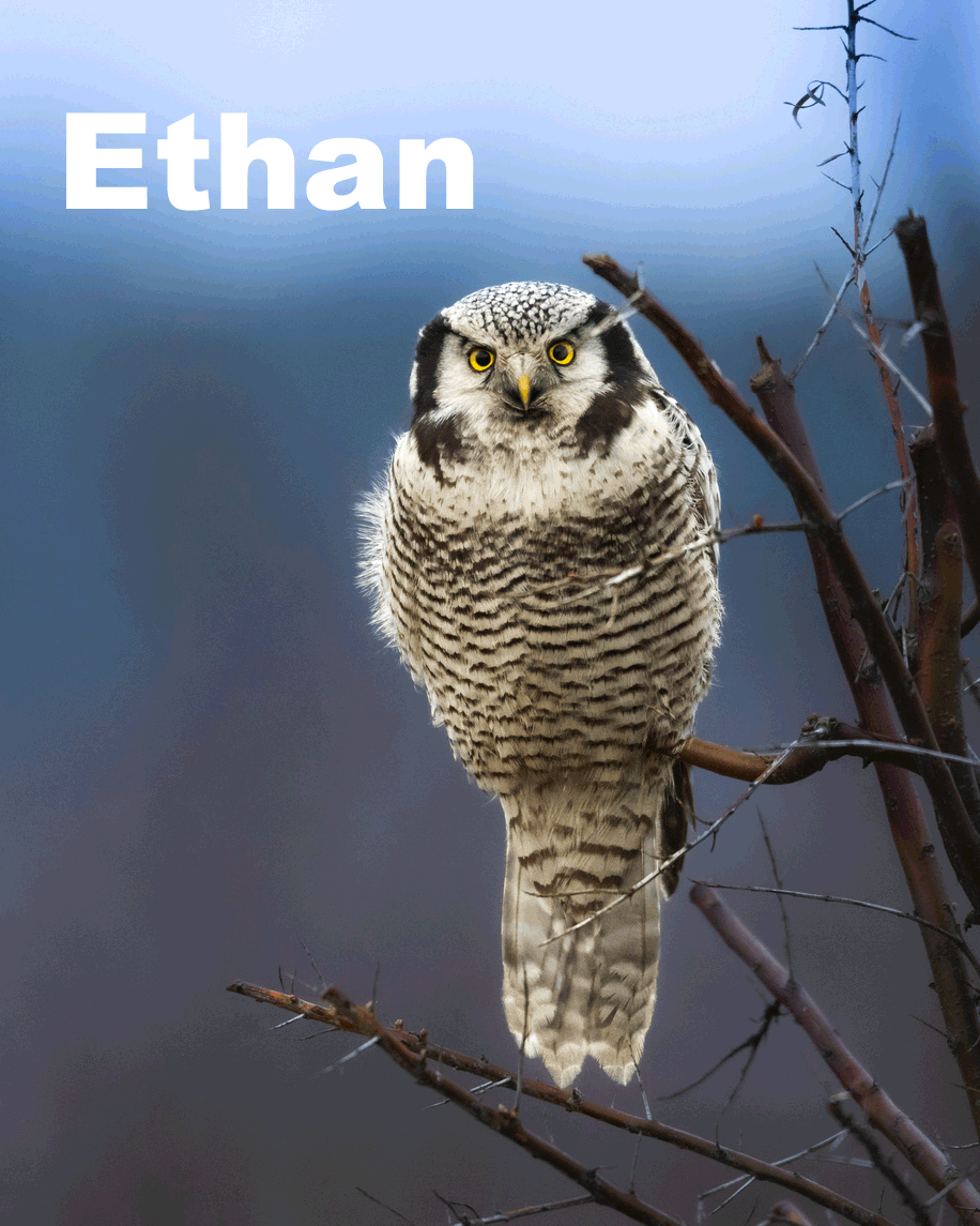 Northern Hawk Owl perched on thin tree branch