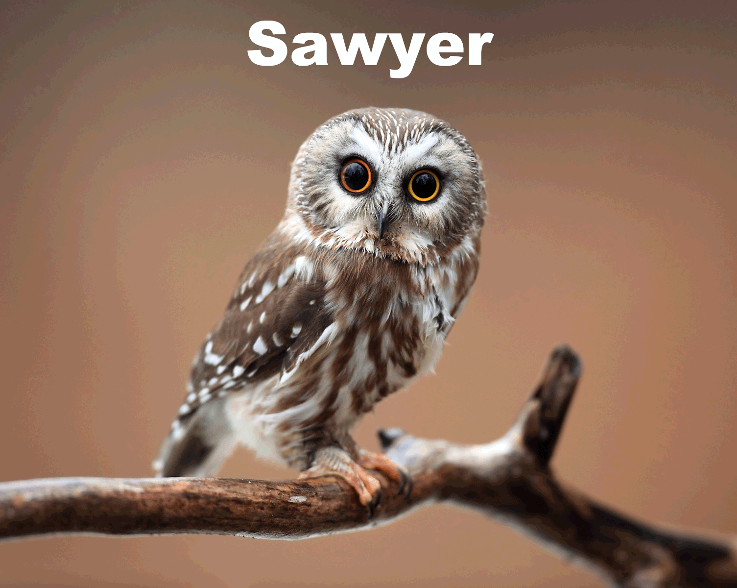 Northern Saw Whet Owl perched on tree branch