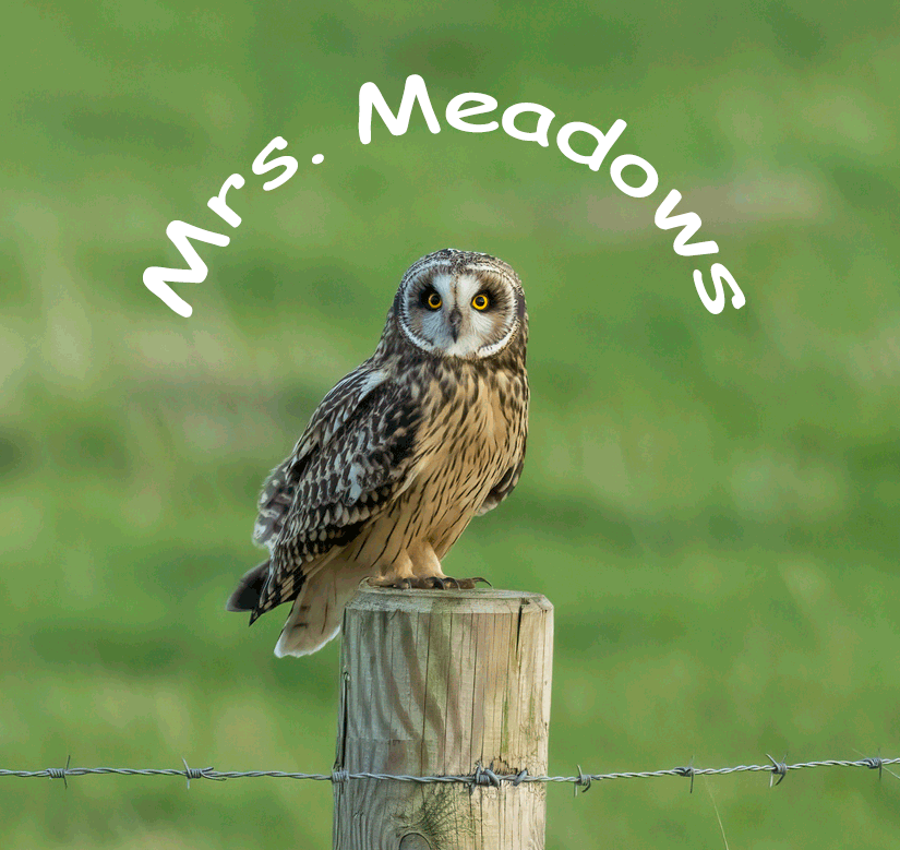 Short-Eared Owl perched on wooden post