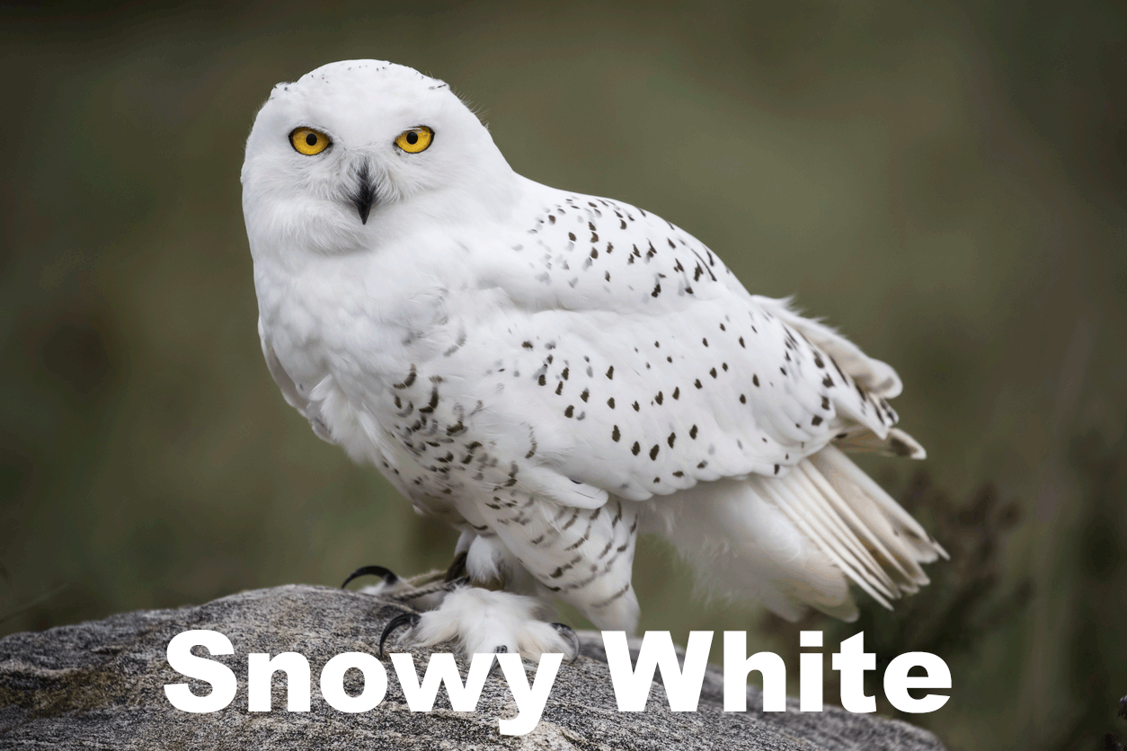 Snowy Owl perched on rock