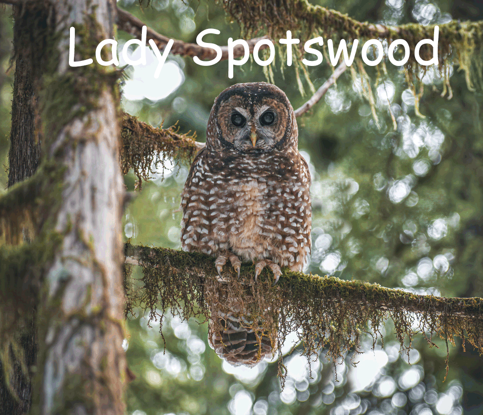 Spotted Owl perched on most-strewn tree branch in old growth forest