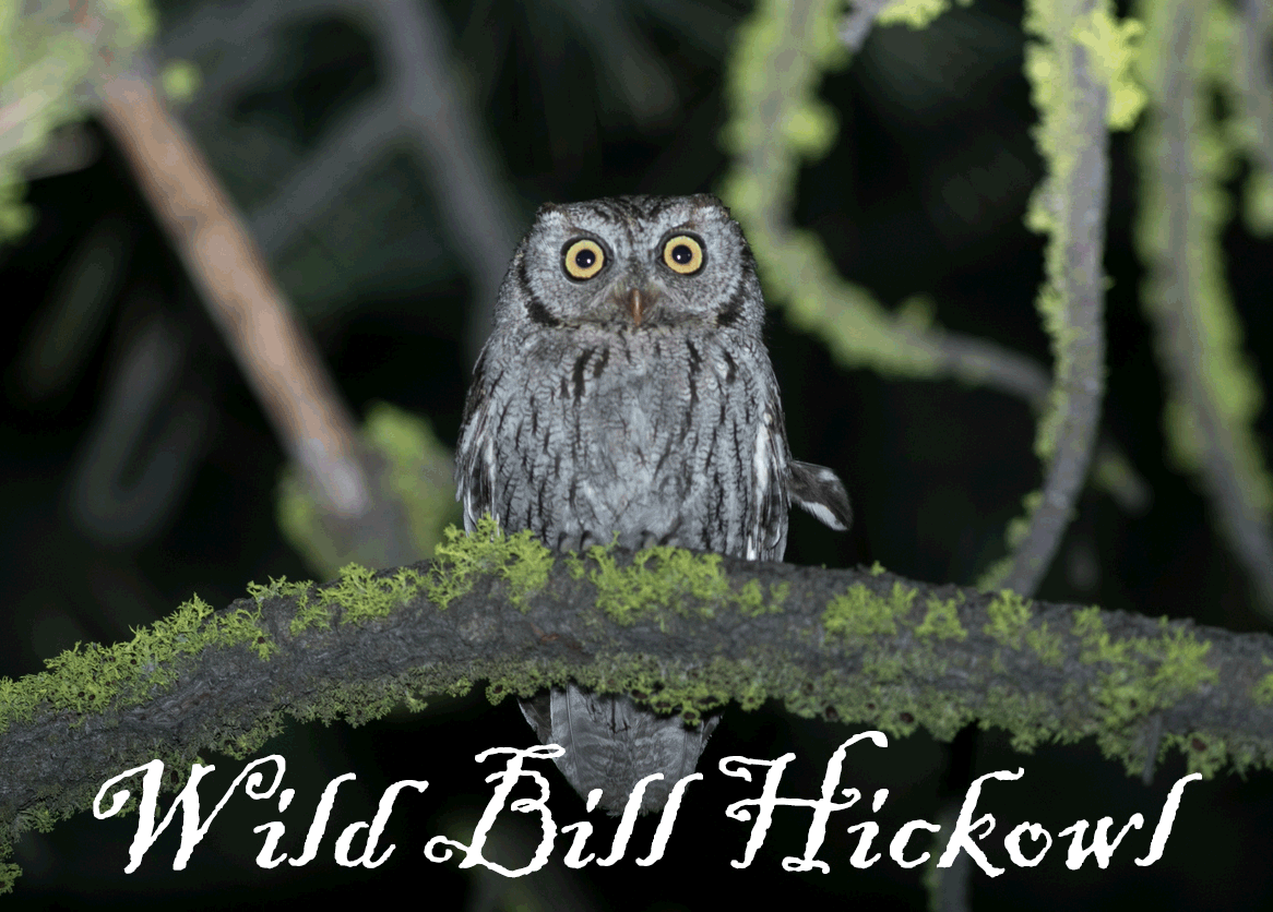 Western Screech Owl at night, perched on tree branch