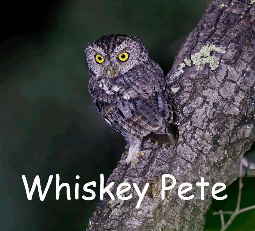 Whiskered Screech Owl posing on tree trunk